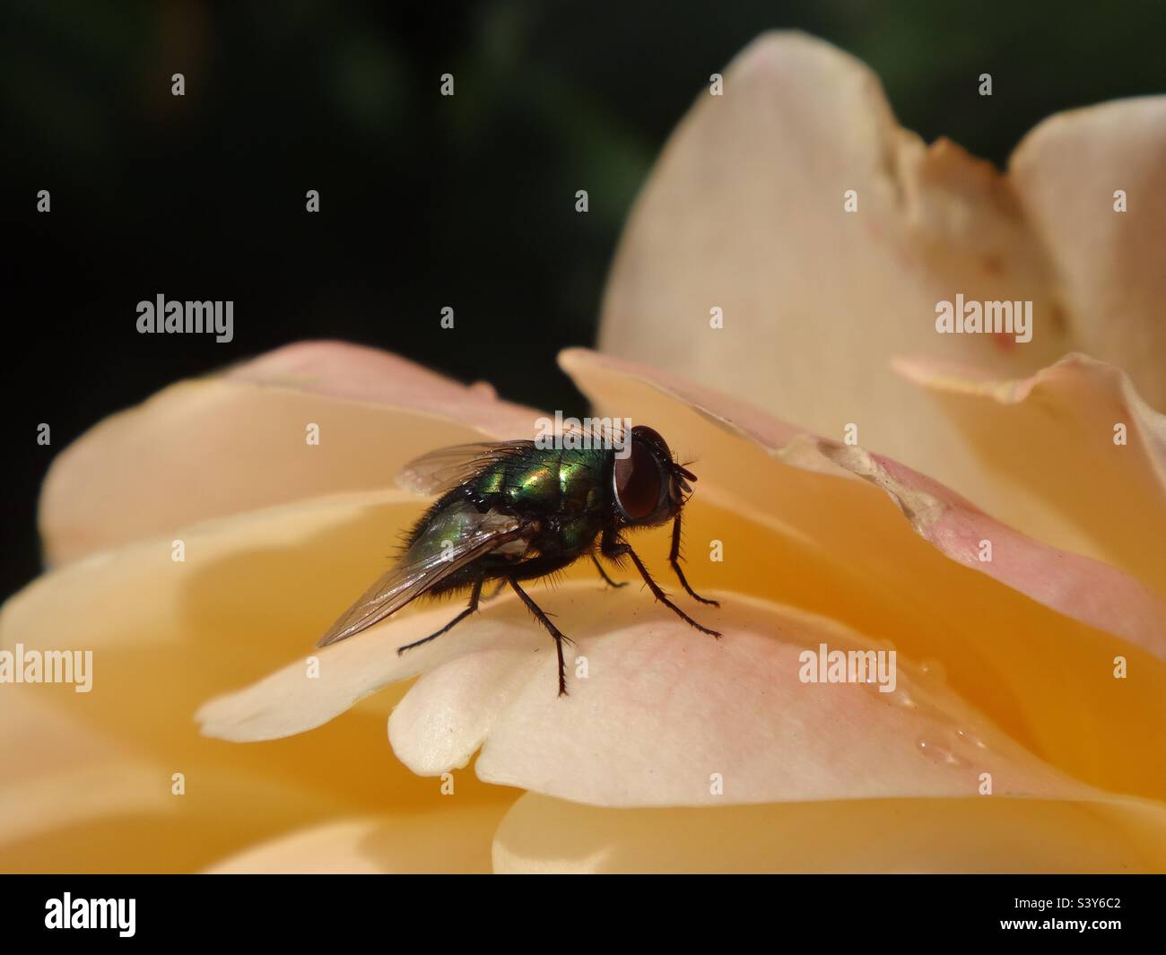 Grüne Flaschenfliege (Lucilia sericata), die auf einer Aprikosenrose sitzt Stockfoto