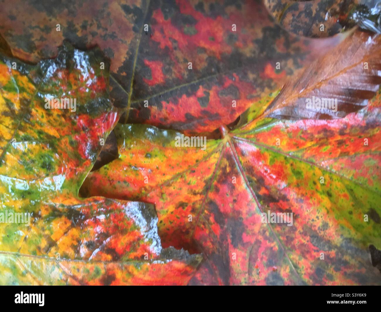 Herbstblätter, abstrakt, Natur, Farbe, herbstlich, Grün, rot, orange, burgunderrot, blau, Garten, Erde, Waldboden. Stockfoto