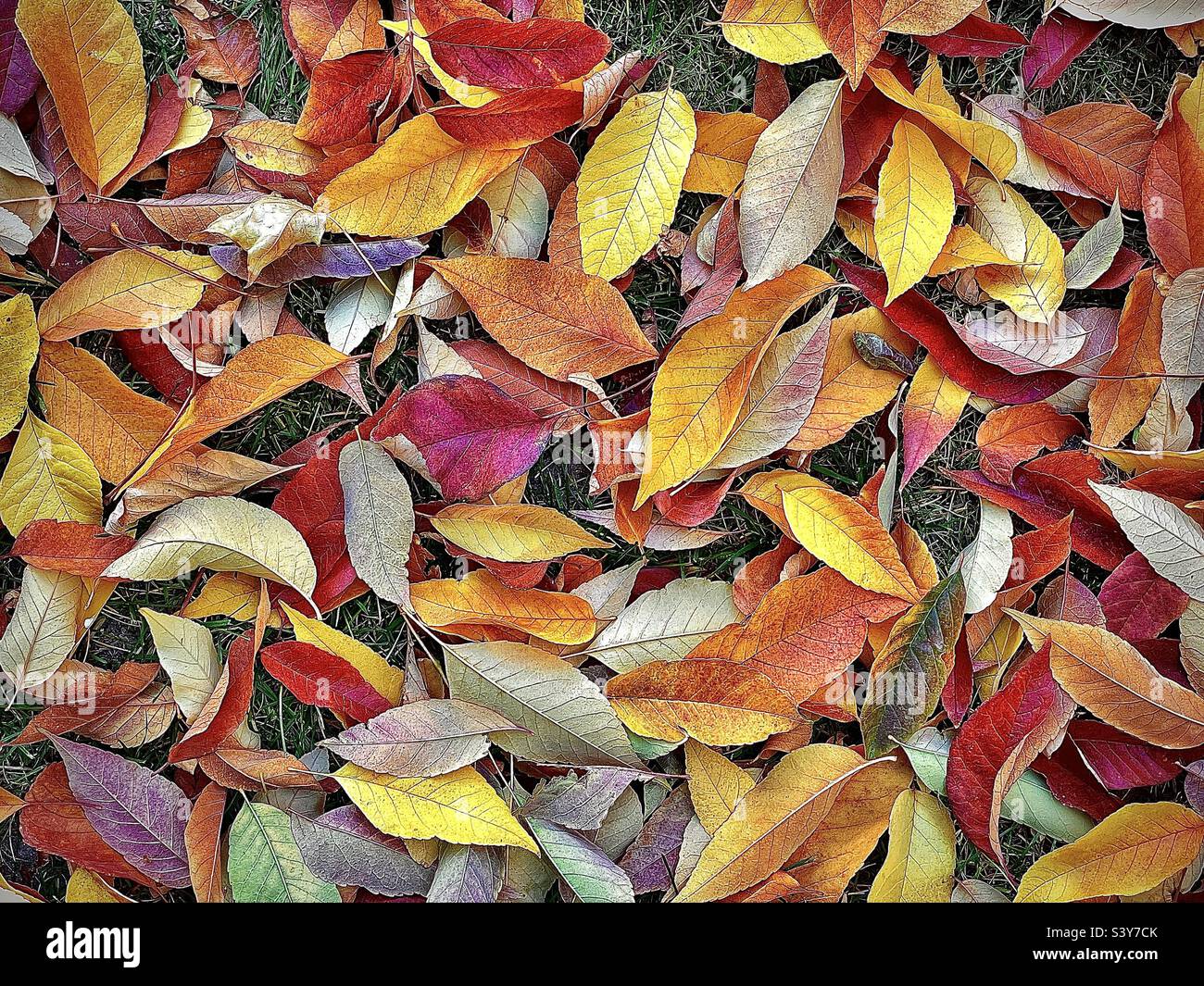 Kürzlich gefallene Herbstblätter bedecken einen Hinterhof in Utah, USA. Sie bilden einen wunderschönen natürlichen abstrakten Hintergrund mit vielen bunten Farbtönen, Formen und Texturen. - Smartphone-aufgenommenes Stockfoto