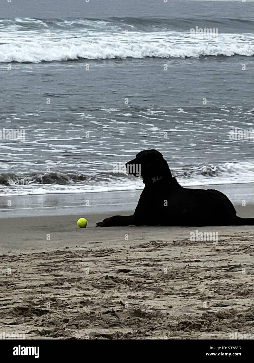 Hund, der am Strand lachend Stockfoto