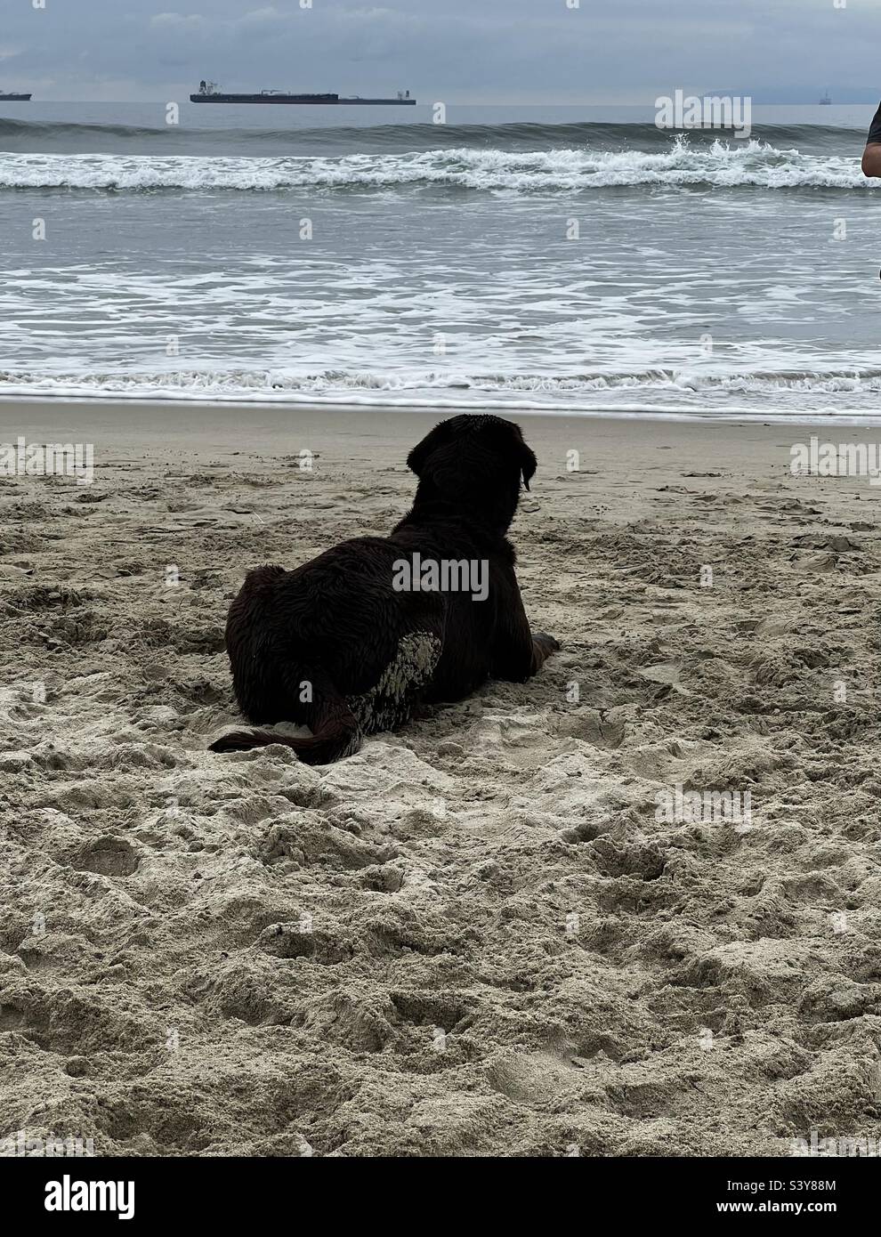 Hund liegt am Strand Stockfoto