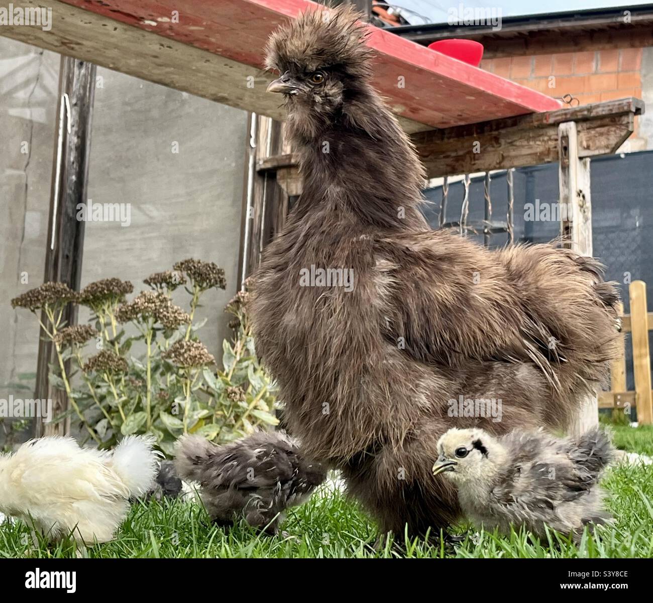 Silkie chicken -Fotos und -Bildmaterial in hoher Auflsung  Alamy