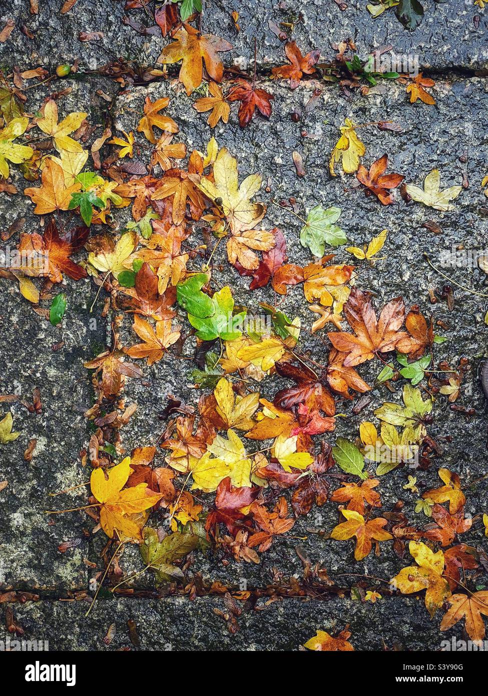 Nasse Herbstblätter auf Granitplatten Stockfoto