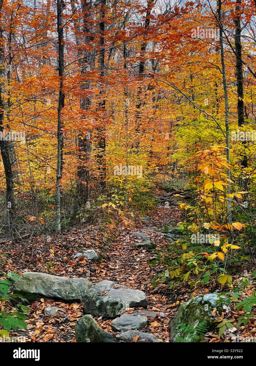 Die Blätter ändern ihre Farbe während des Herbstes in Vermont. Stockfoto