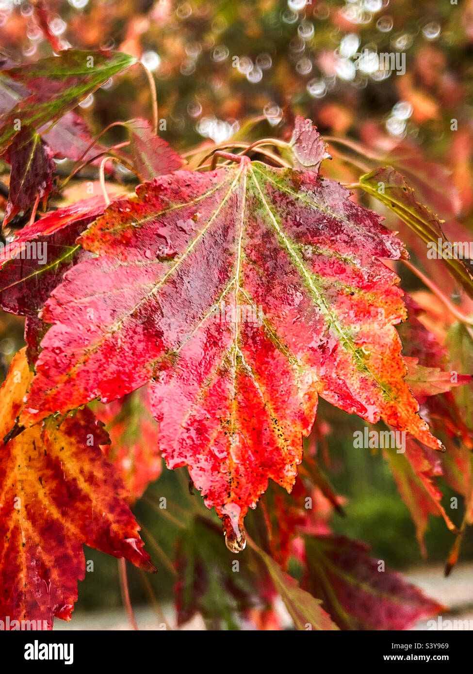 Maple Leaf Stockfoto