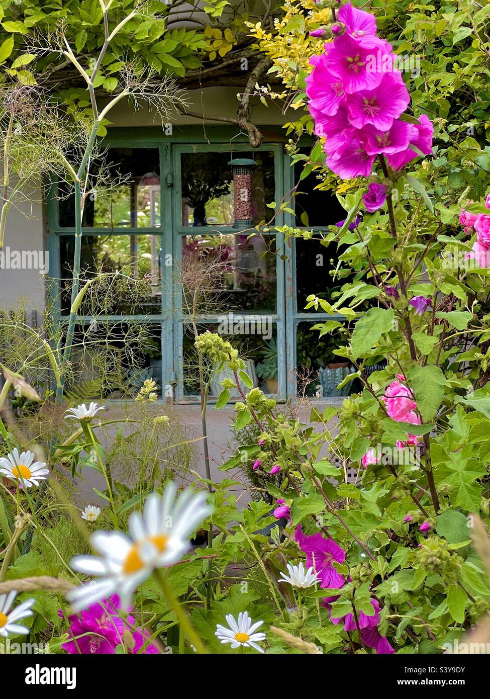 Wunderschöne Landhausfenster, umgeben von überwucherten Blumen im Sommer in England Stockfoto