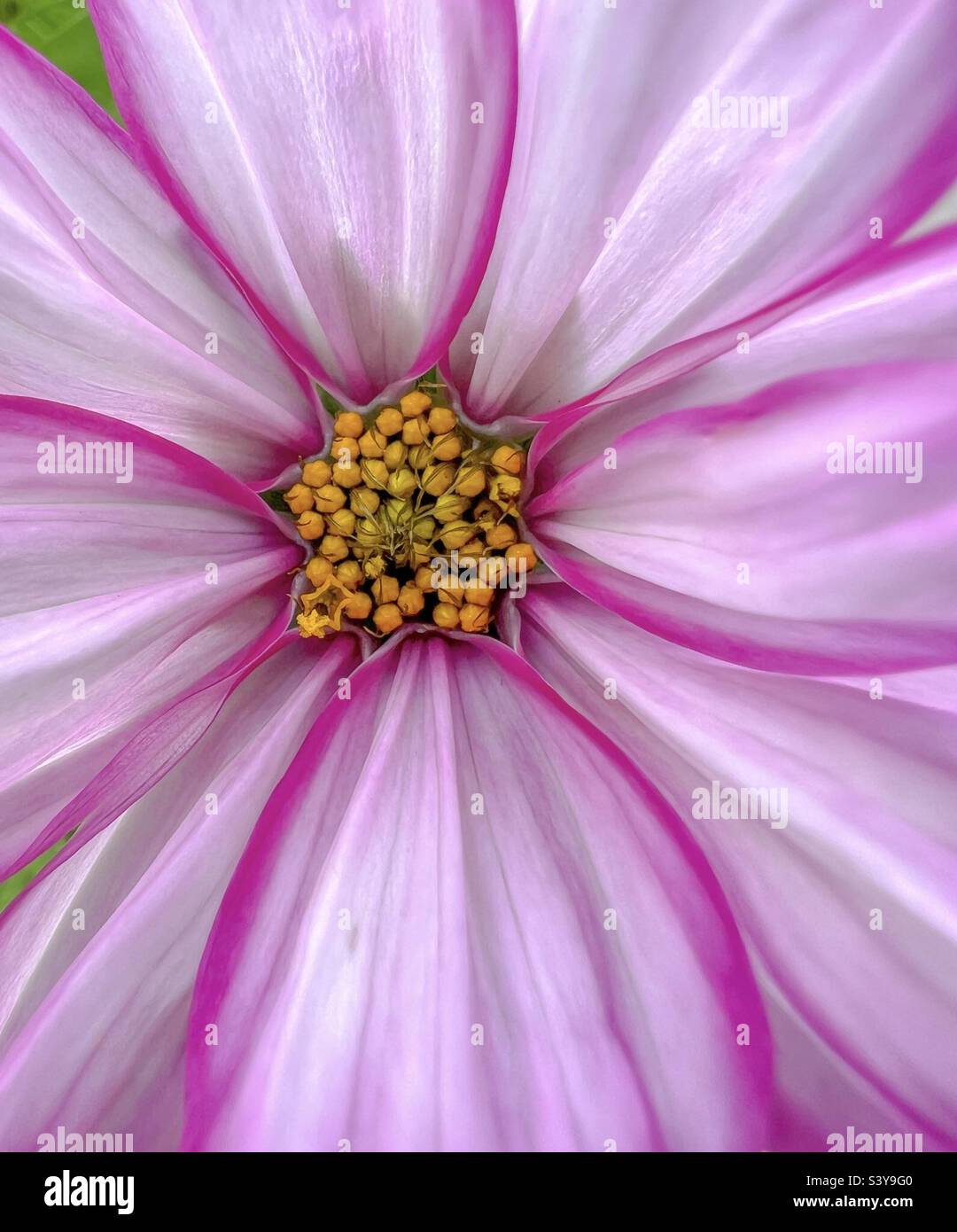 Rosa Blütenblätter und gelbe Staubblätter auf einer Cosmos-Wildblume. - Smartphone-aufgenommenes Stockfoto