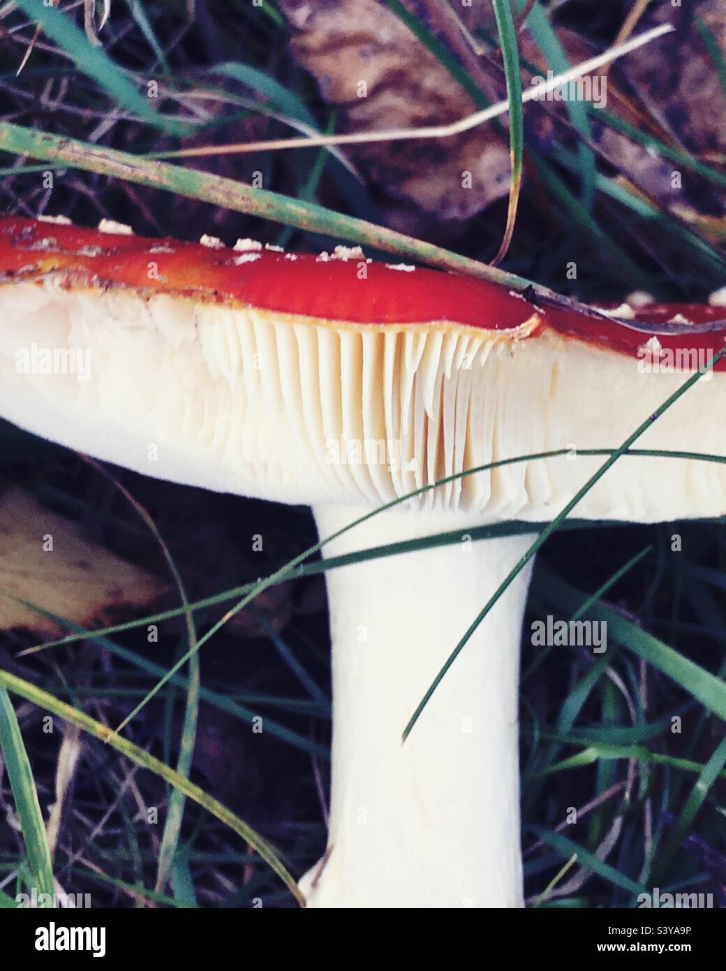 Fliegenpilz ((Amanita muscaria) mit leuchtend roter Kappe, weißen Flecken und weißen Kiemen. Ein hochgiftiger Zehenstool, der im Herbst in England, Großbritannien, in Wäldern wächst. Nahaufnahme der Seitenansicht mit Details Stockfoto