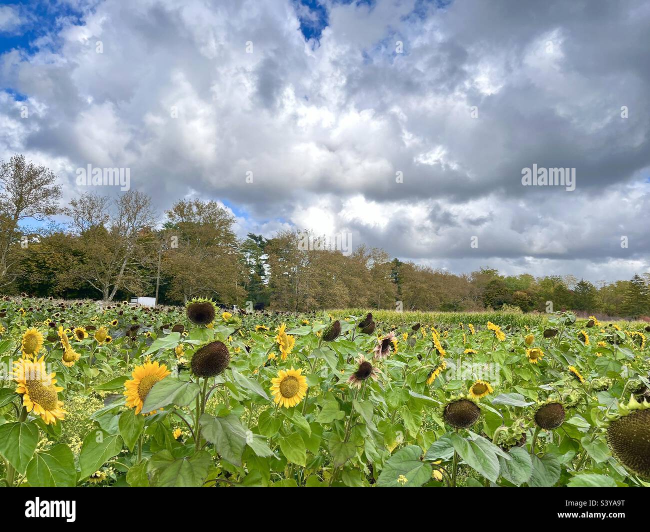 Sonnenblumenfeld mit bewölktem Himmel Stockfoto