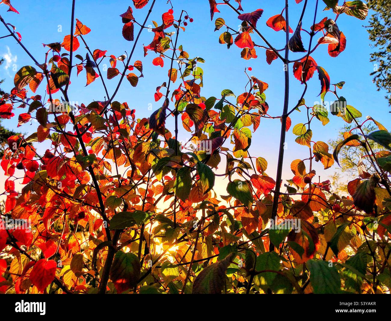 Viburnum Betulifolium mit Herbstfarbe, die von der Nachmittagssonne beleuchtet wird Stockfoto