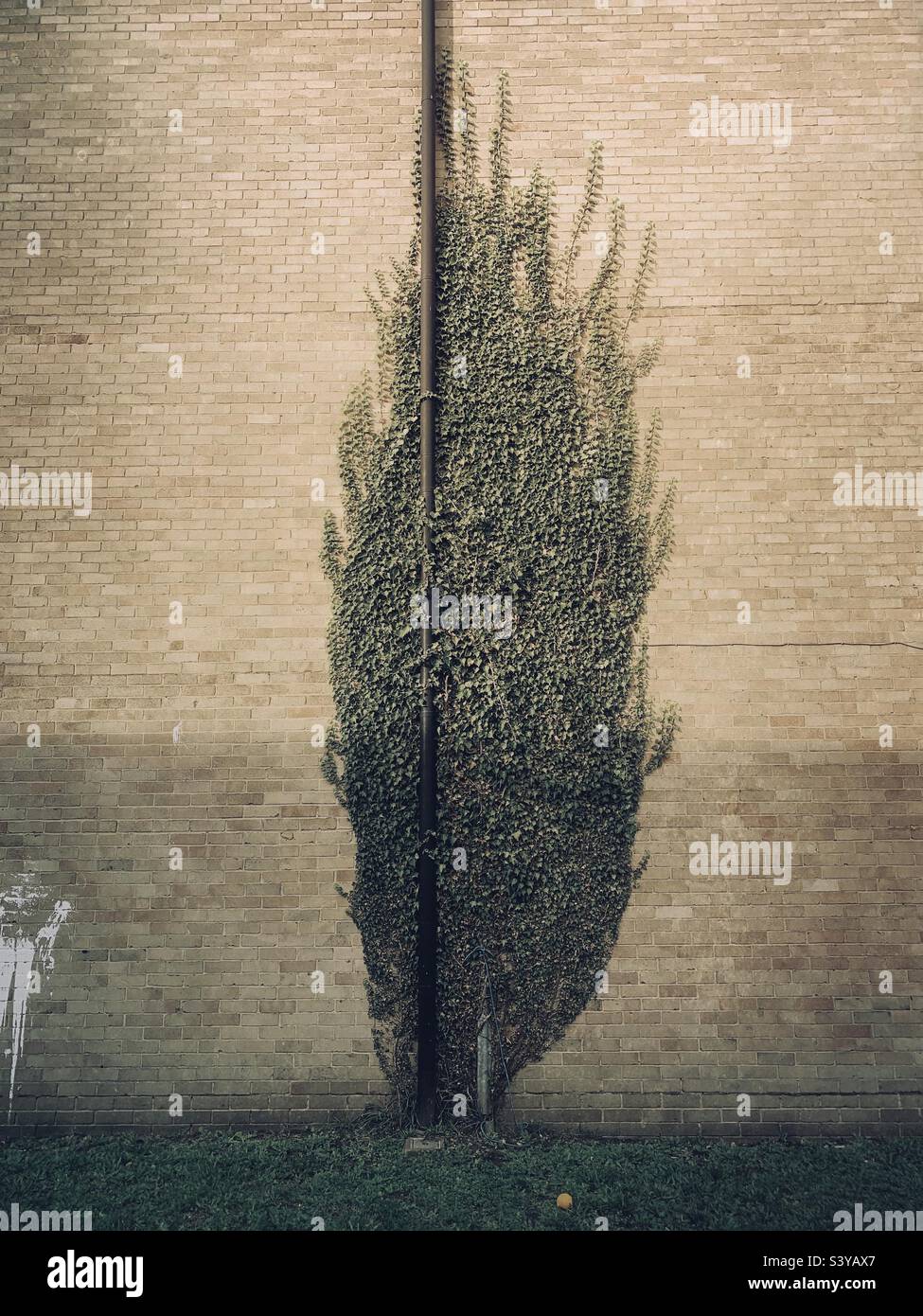 Eine baumförmige Kletterpflanze an einer Ziegelwand und einem Abflussrohr - urbane Dschungel seltsam skurril Stockfoto