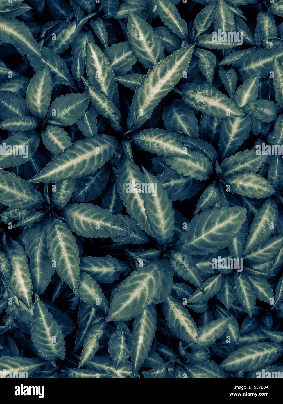 Blattmuster Pflanzen Stockfoto