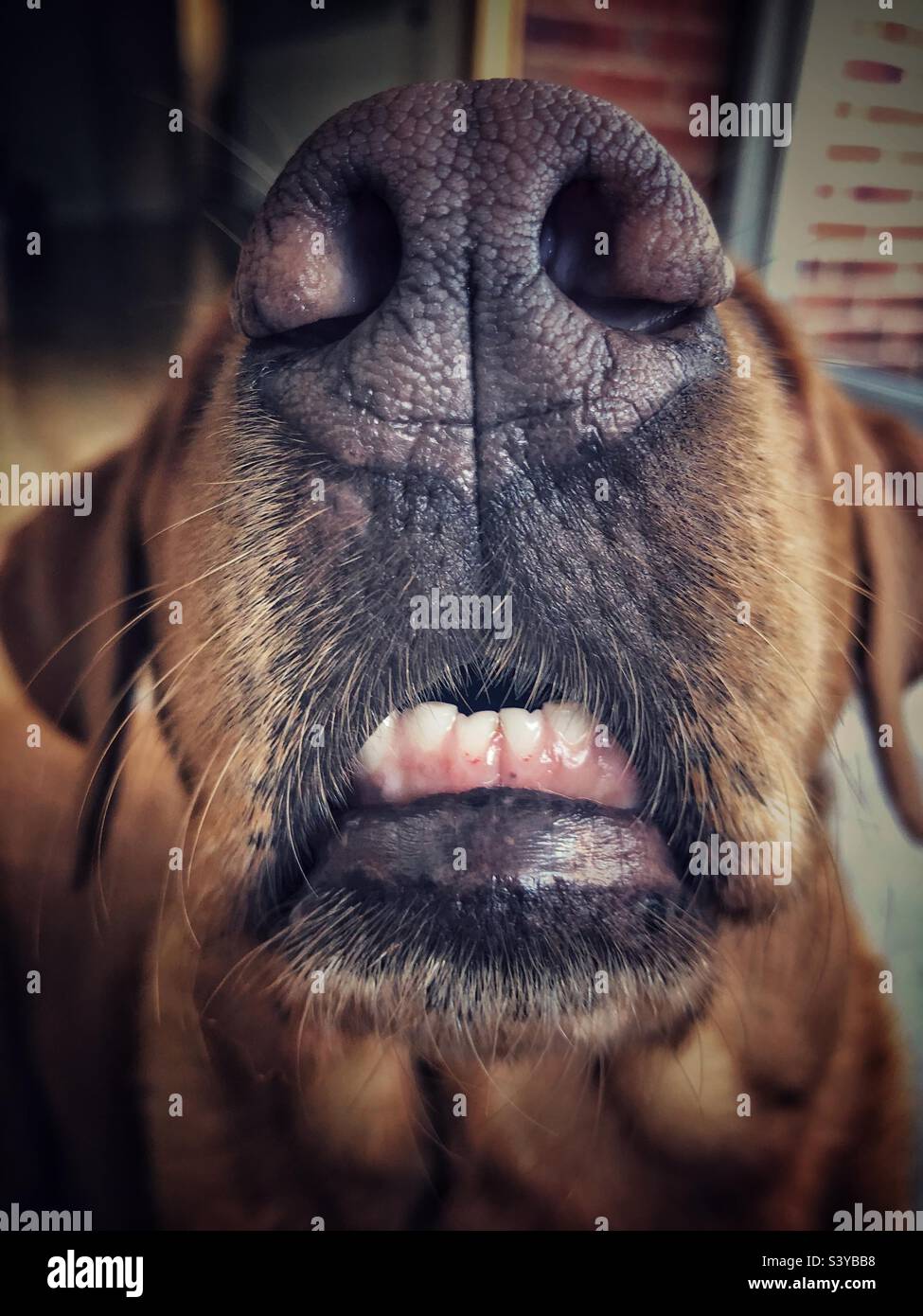 Nahaufnahme der Nase und offener Mund eines Haustierhundes mit Zähnen und Unterbiss - Smartphone-aufgenommenes Stockfoto