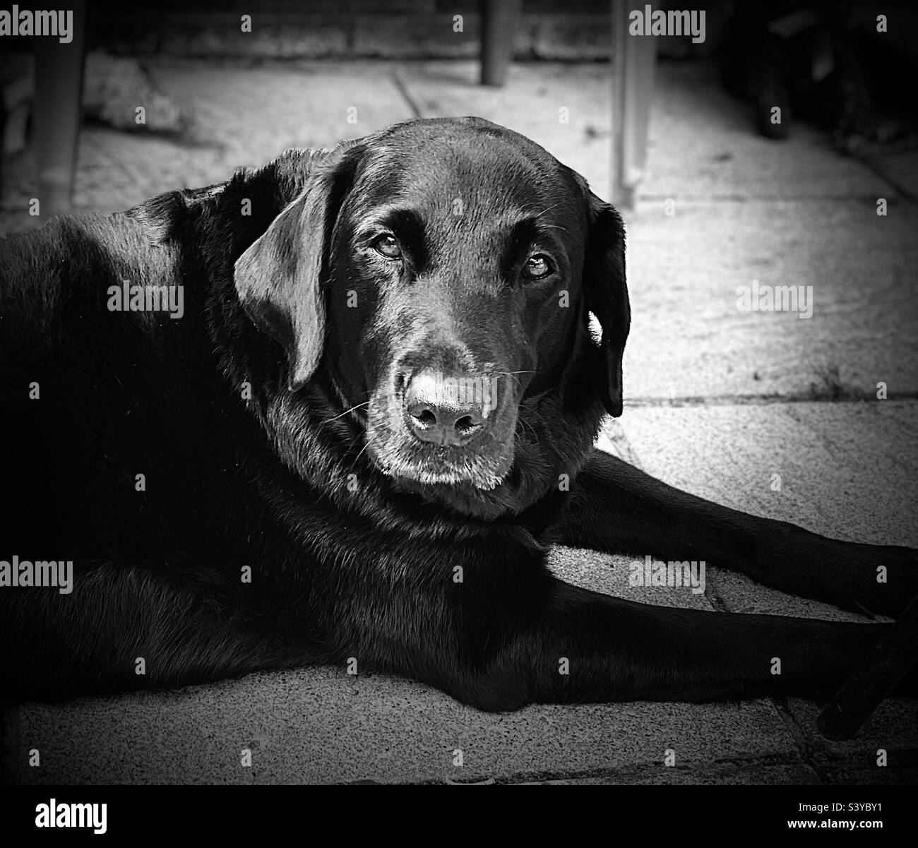 Schwarzer Labrador liegt auf dem Boden und sieht nachdenklich aus Stockfoto