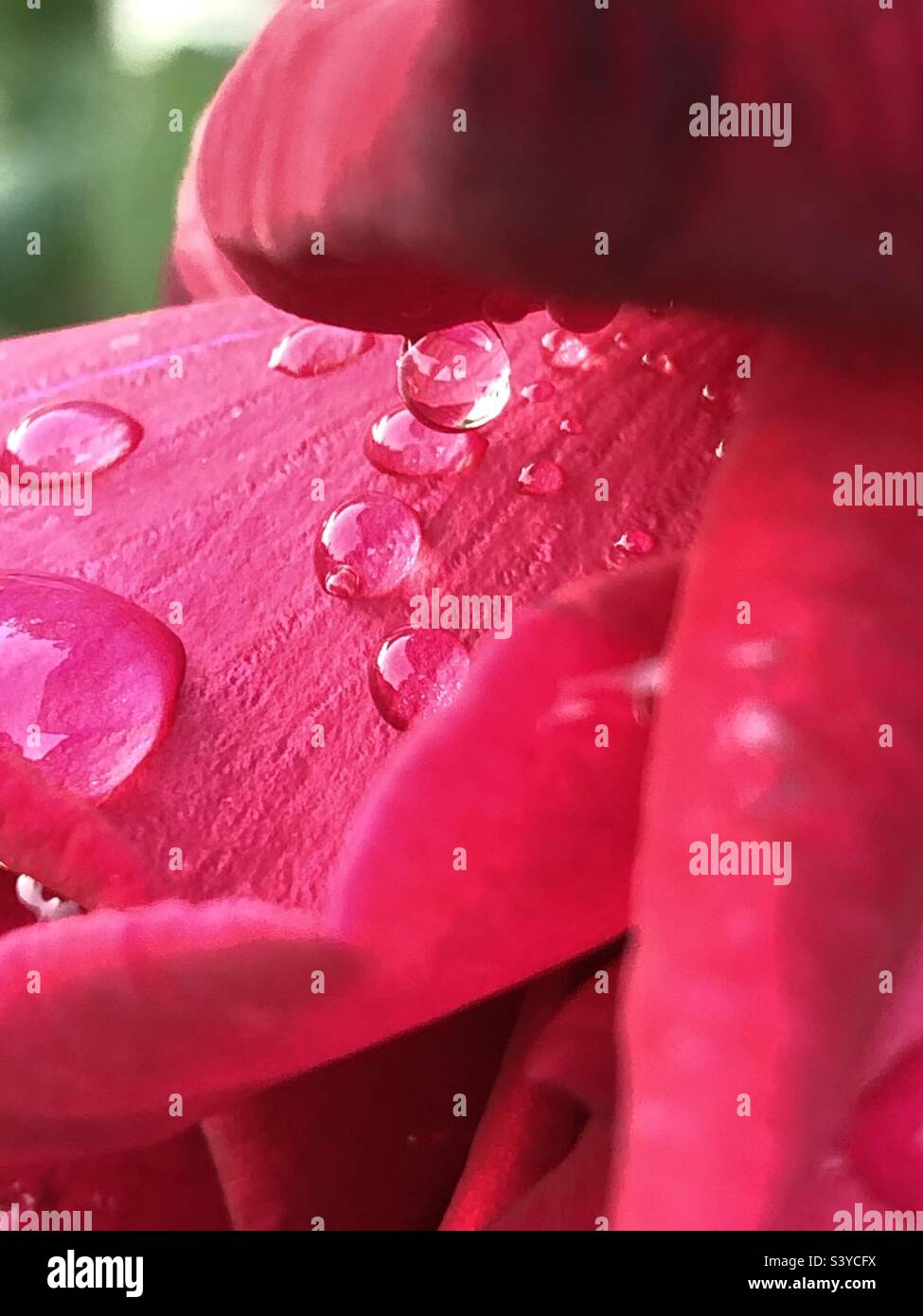 Rosenblatt und Wassertropfen Stockfoto
