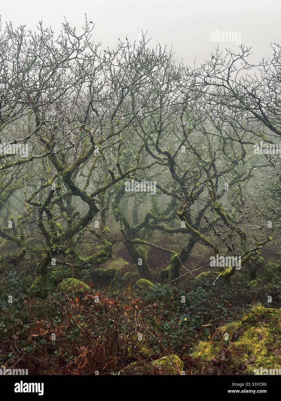 Knarled alte und Flechten bedeckte Silhouetten von Bäumen zwischen moosbedeckten Felsen im Nebel von Whistmans Wald in Dartmoor, Devon England im Winter Stockfoto