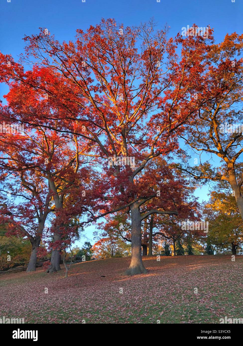 Herbstliches rotes Laub in einer ruhigen Parklandschaft. Stockfoto