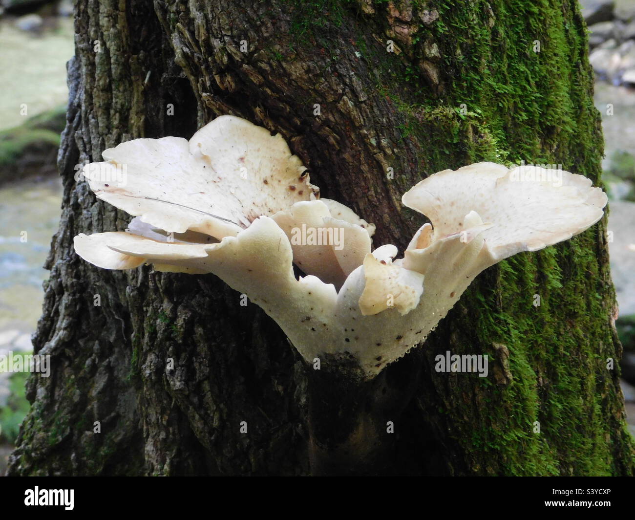 Eine Gruppe von Pilzen, die auf einem Stamm aus moosigen Bäumen wächst - Smartphone-aufgenommenes Stockfoto