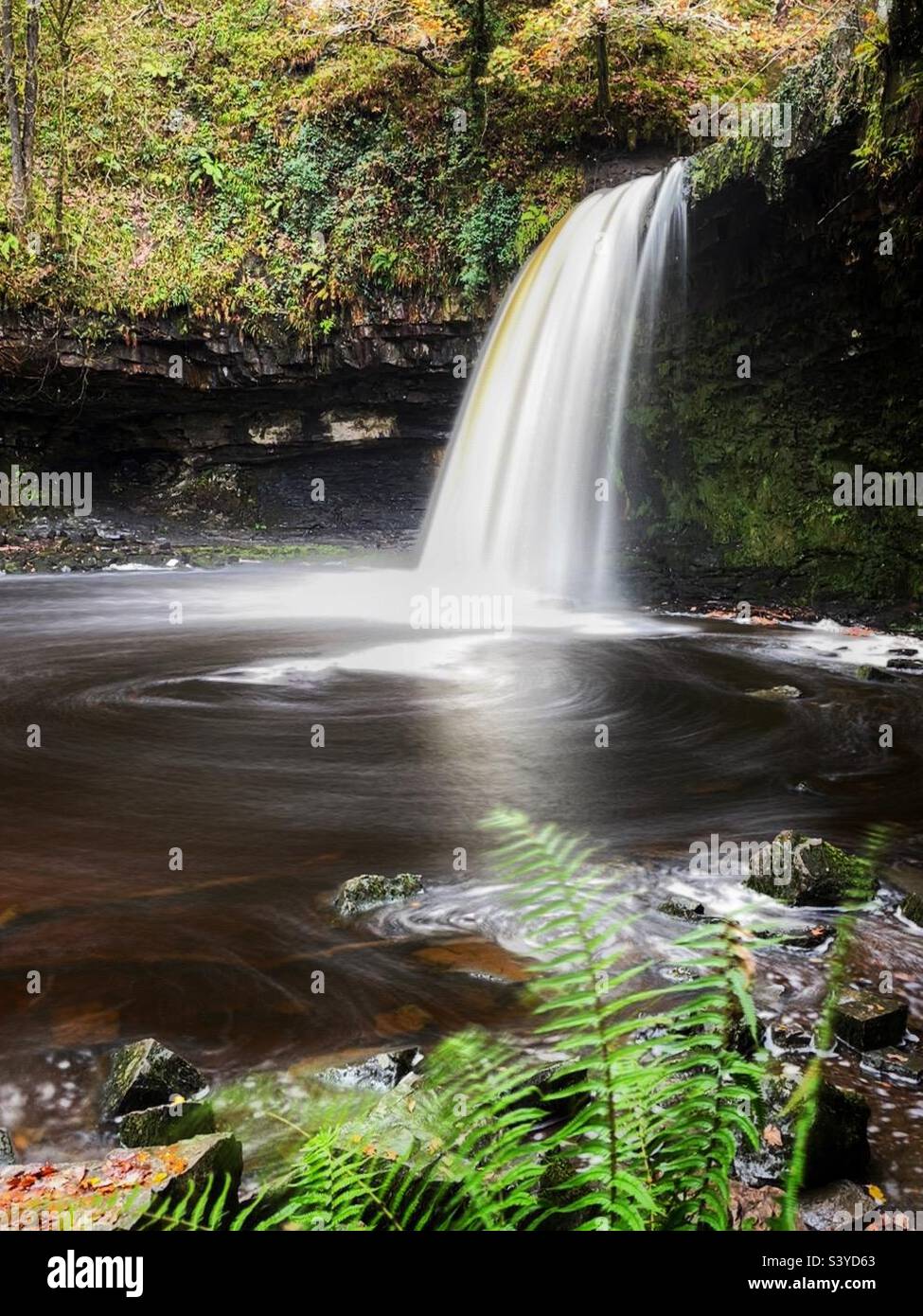 Sgwd Gwladus, River Pyrddin, Vale of Neath, Brecon Beacons, Wales, Oktober. Stockfoto