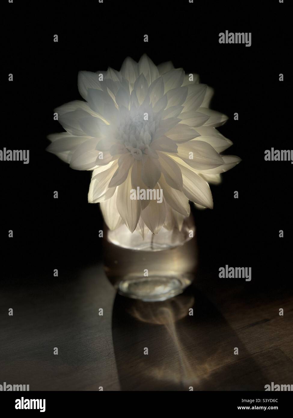 Dahlien in der vase Stockfoto