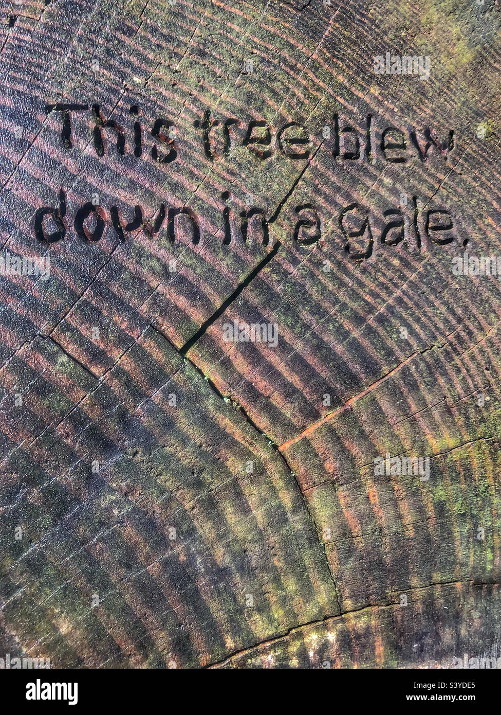 Gefallener Schnittbaum mit Informationen, die in das Holz geätzt wurden „dieser Baum ist in einem Sturm explodiert“, in einem Hampshire-Wald - Smartphone-aufgenommenes Stockfoto