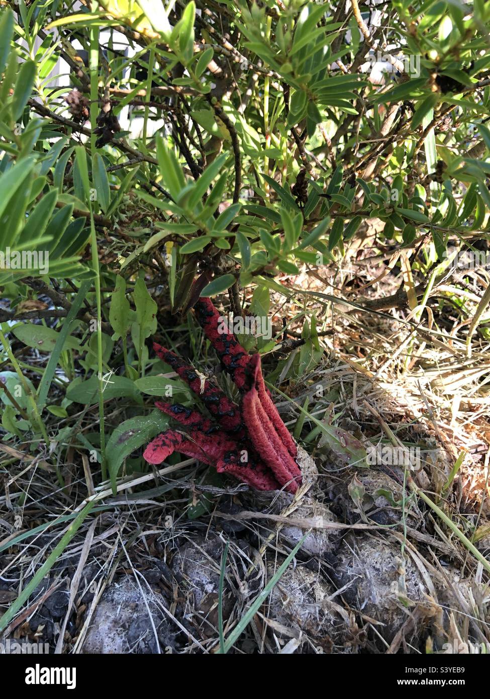 Clarhrus archeri Fruchtkörper mit Eiern Stockfoto