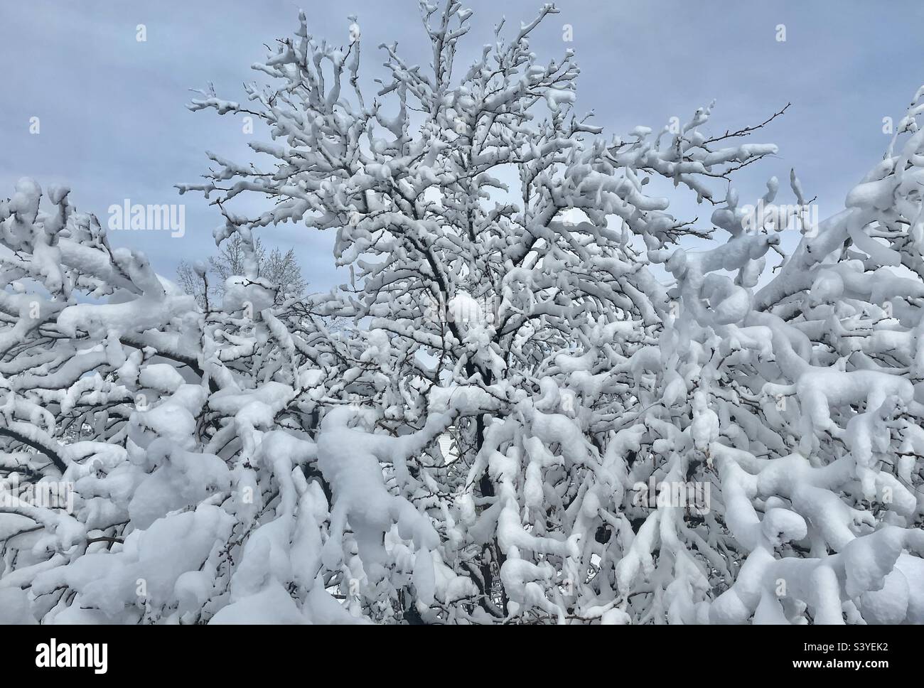 Eine Heuschrecke aus dem Vorgarten in Utah, USA, wurde von einem Schneesturm angekippt. Es macht eine sehr saisonale natürliche Abstraktion, da der schwere Schnee mit dem Baum als Ganzes interagiert, und jeder Zweig individuell. Stockfoto