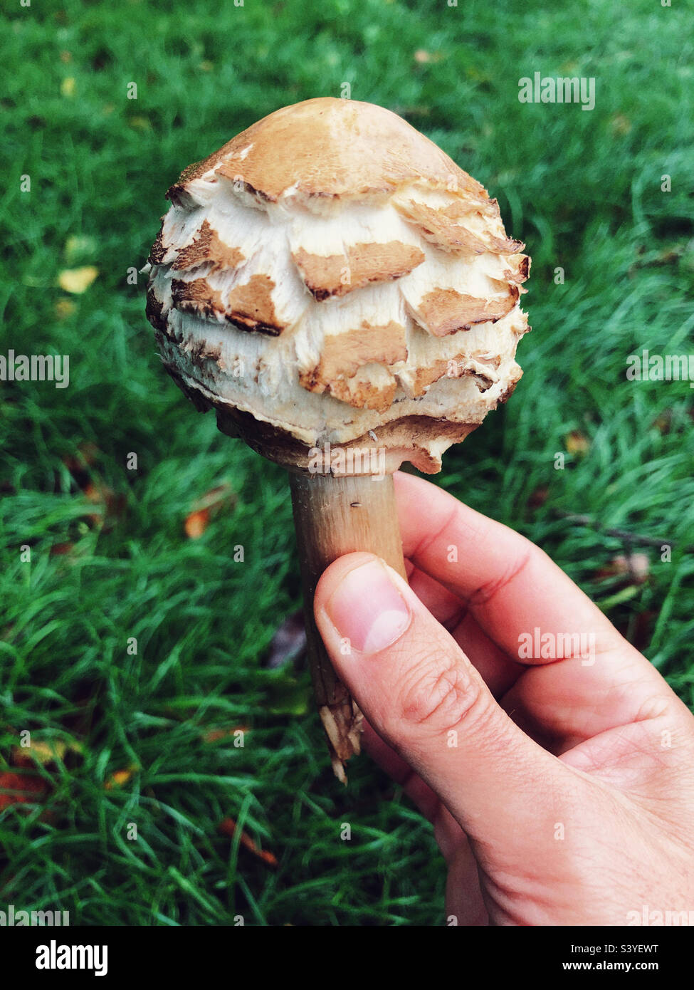 Frisch gepflückte Wildpilze - Smartphone-aufgenommenes Stockfoto