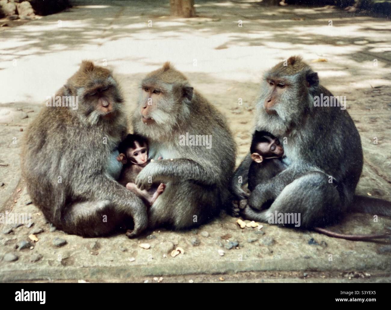 Drei weibliche Makaken-Affen mit zwei Säuglingen. Stockfoto
