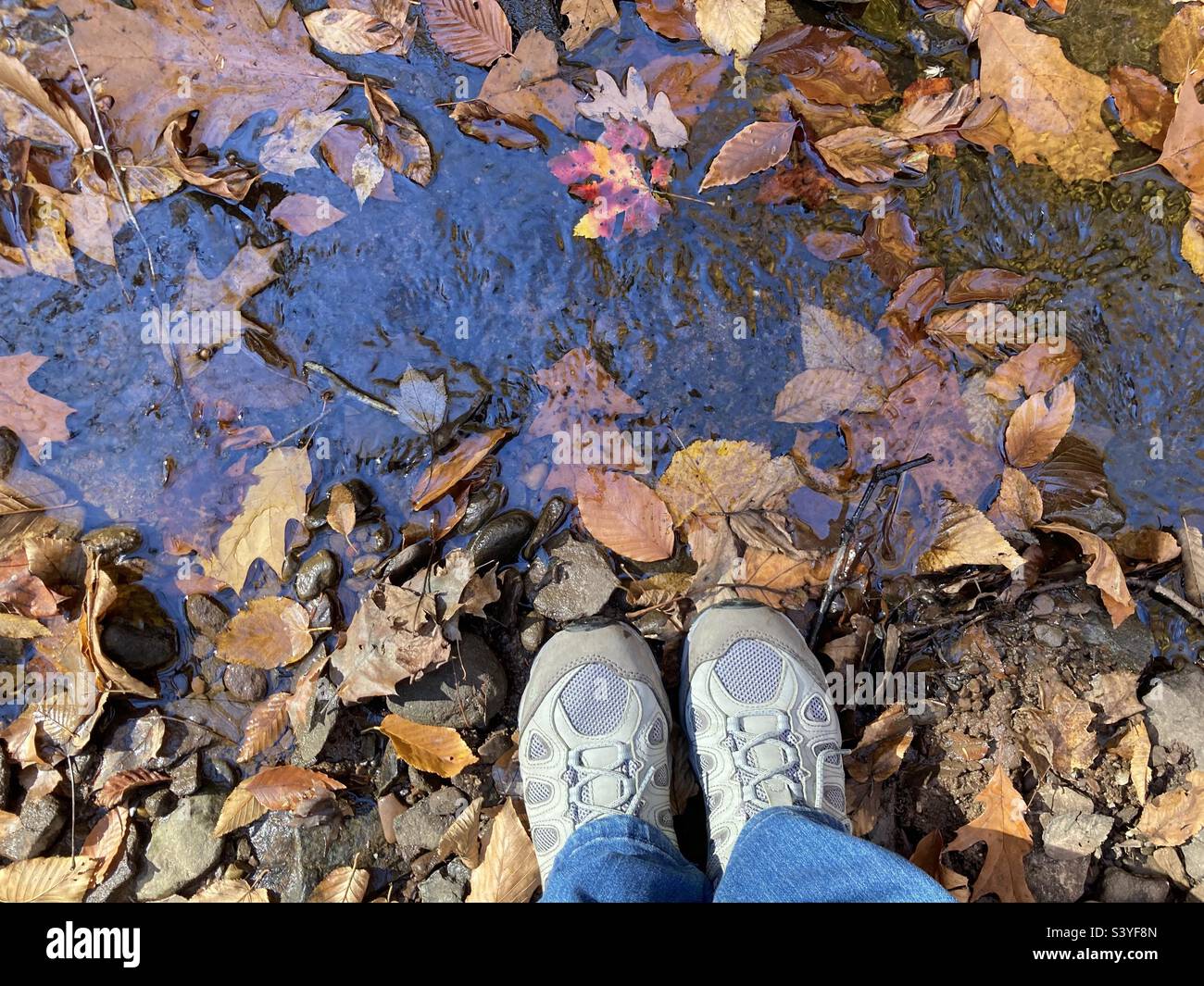 Wanderschuhe am Rande eines kleinen Flusses in einem Connecticut-Wald, mit herbstlichen Blättern, die über die Gegend verstreut sind Stockfoto