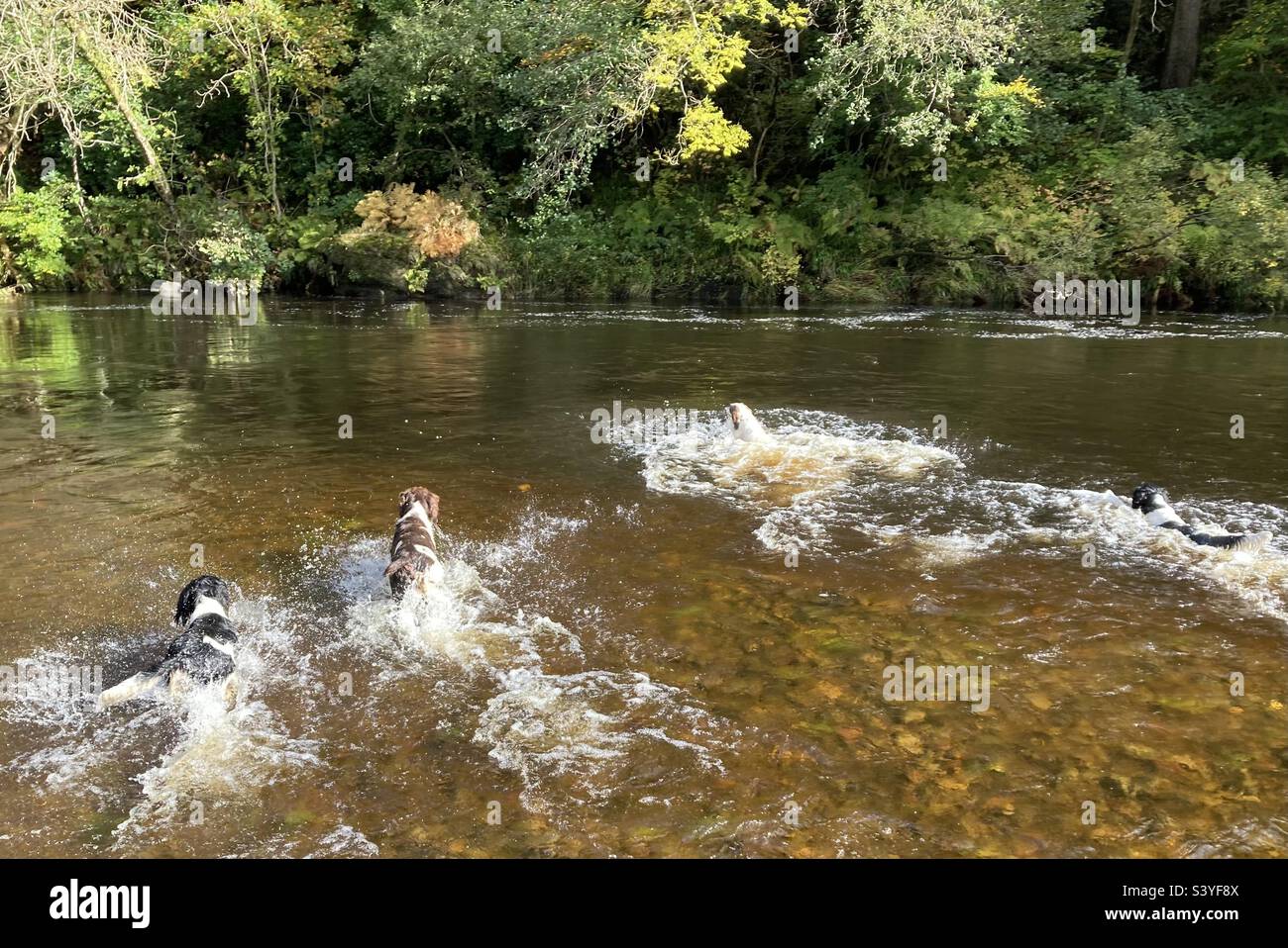 English Springer Spaniels. Schwimmen. Stockfoto