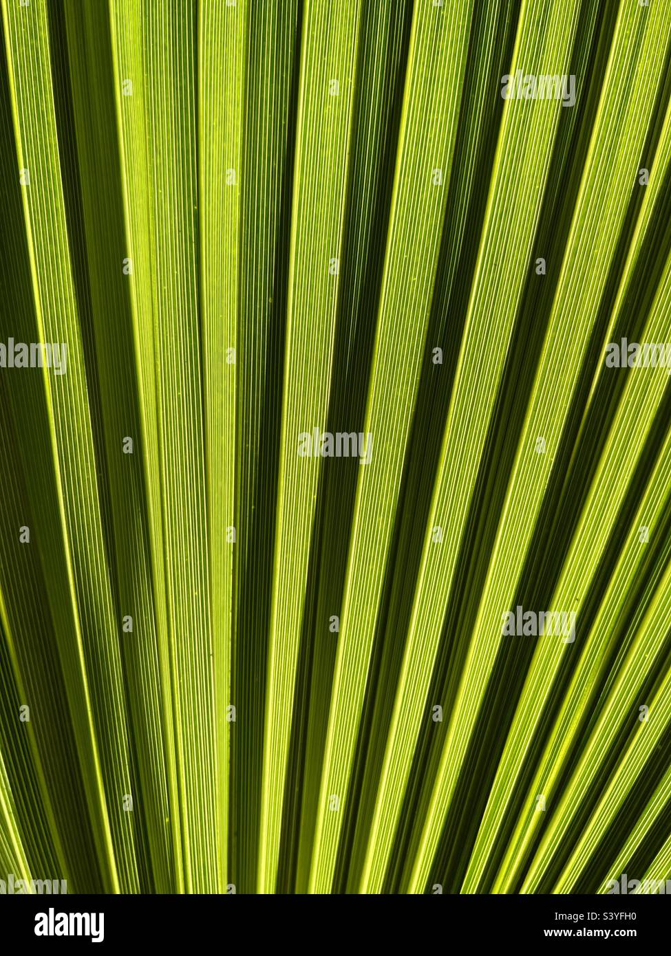 Grünes Muster auf einem Fan-Palmenblatt, das eine Struktur aus der Nähe zeigt. Stockfoto