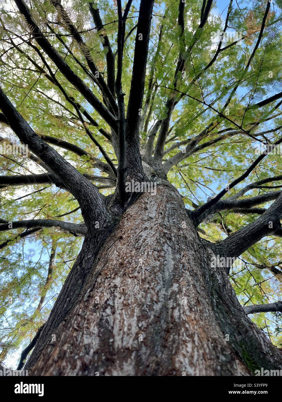 Baum - Smartphone-aufgenommenes Stockfoto