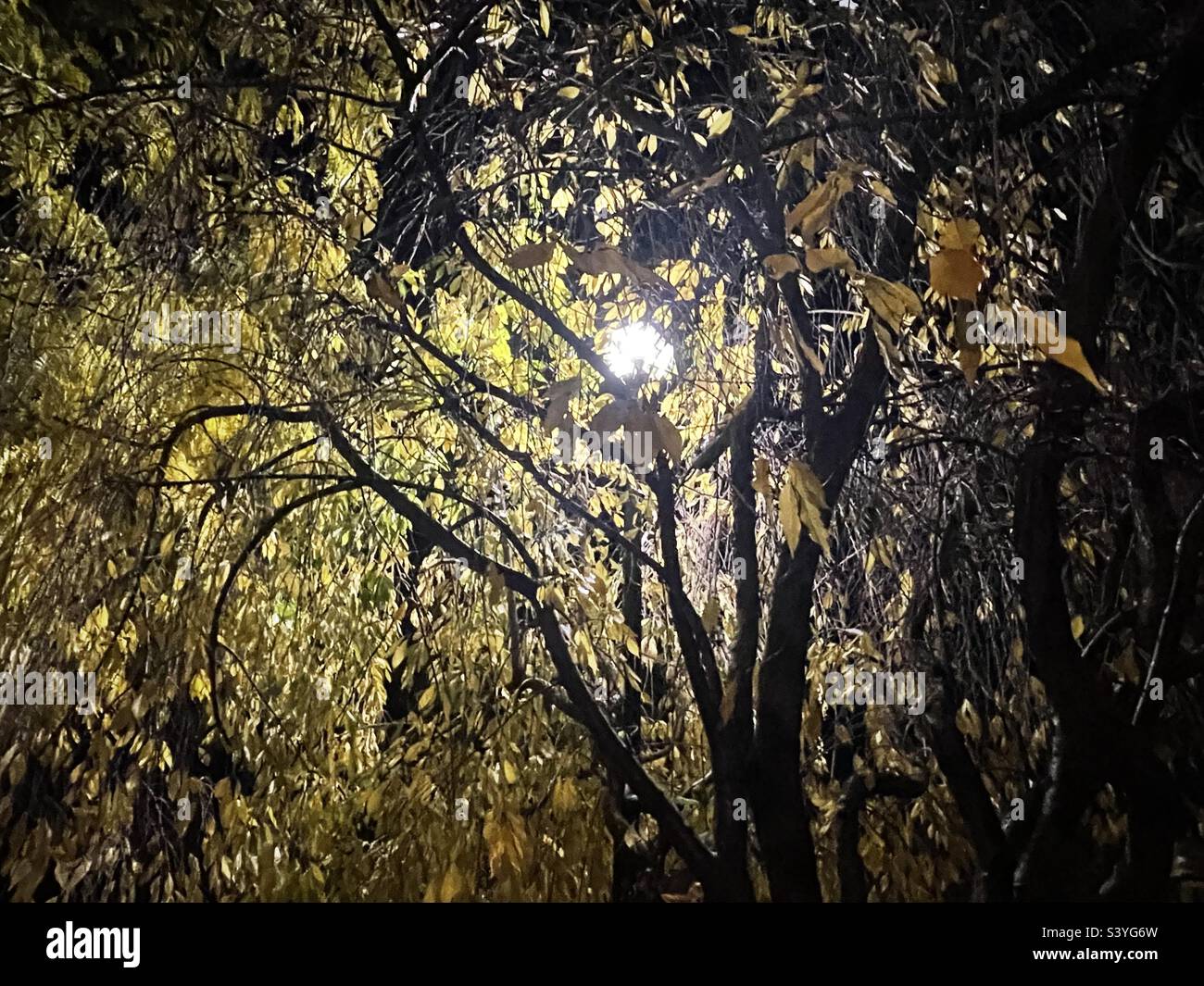 Ein weinender Kirschbaum in der Nacht während des Herbstes in einem Hof in Utah, USA. Die Blätter haben sich zu gelb gewandelt und viele sind gefallen. Die Straßenlaterne über und inmitten des Baumes macht eine große Abstraktion. Stockfoto