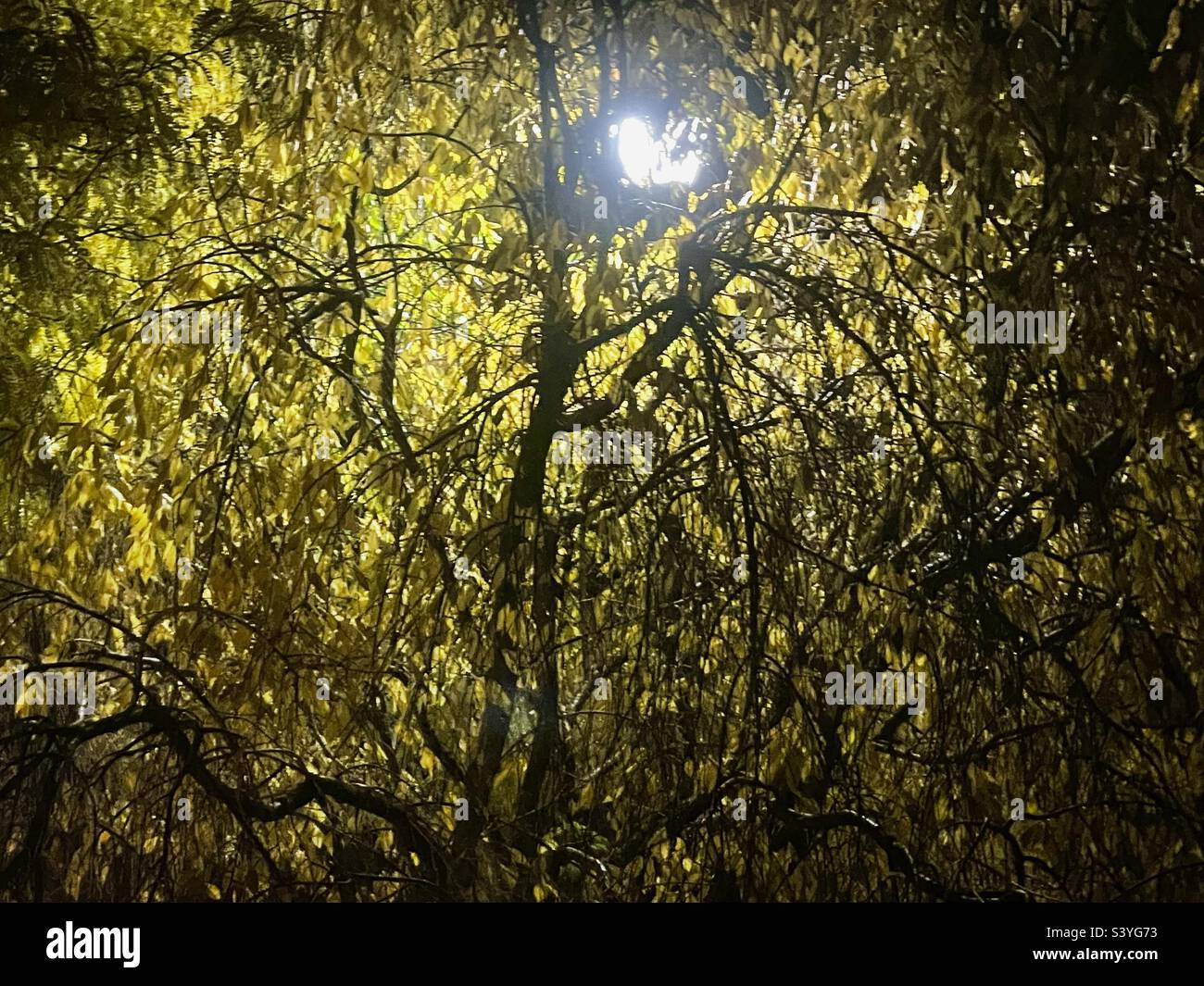 Ein weinender Kirschbaum in der Nacht während des Herbstes in einem Hof in Utah, USA. Die Blätter haben sich zu gelb gewandelt und viele sind gefallen. Die Straßenlaterne über und inmitten des Baumes macht eine große Abstraktion. - Smartphone-aufgenommenes Stockfoto