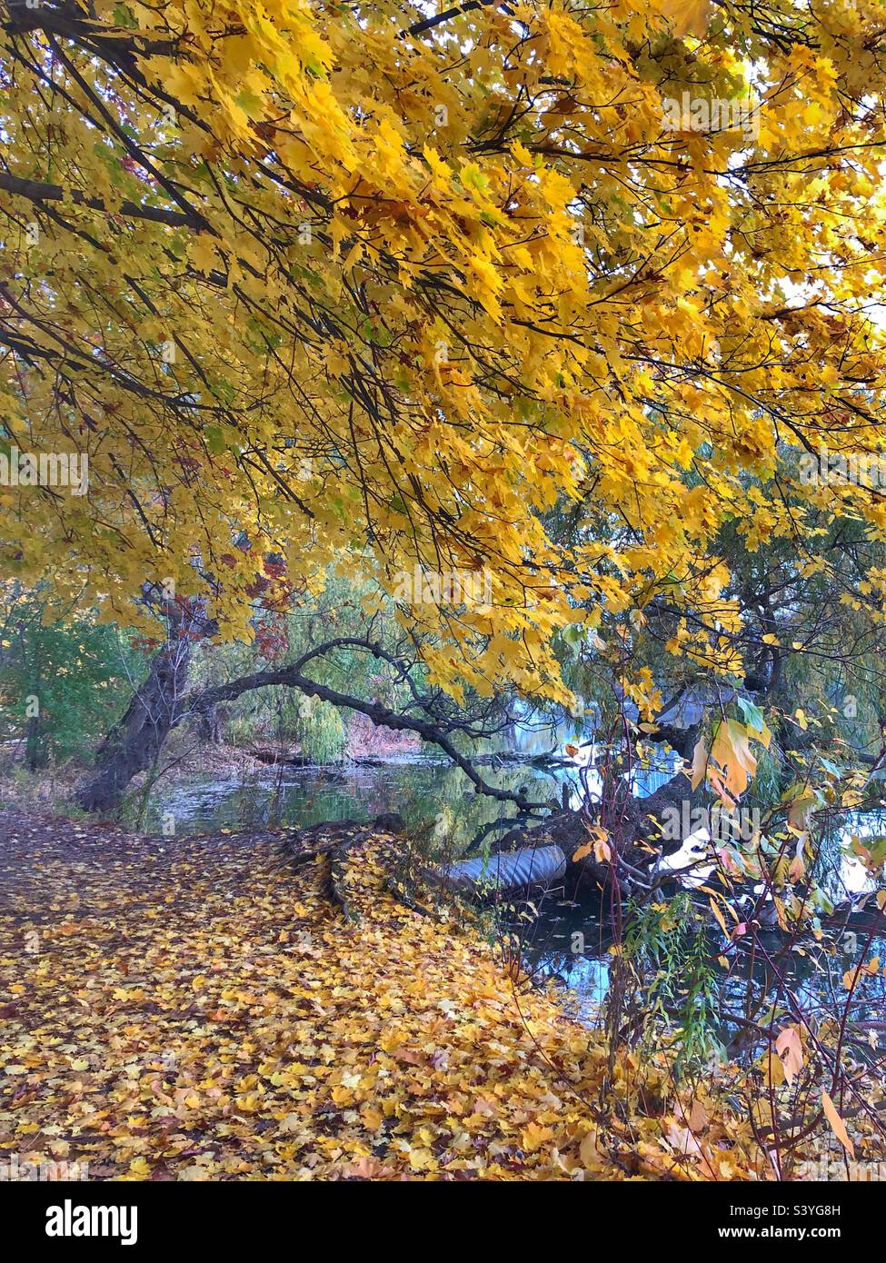 Gelbe Herbstlandschaft. Stockfoto