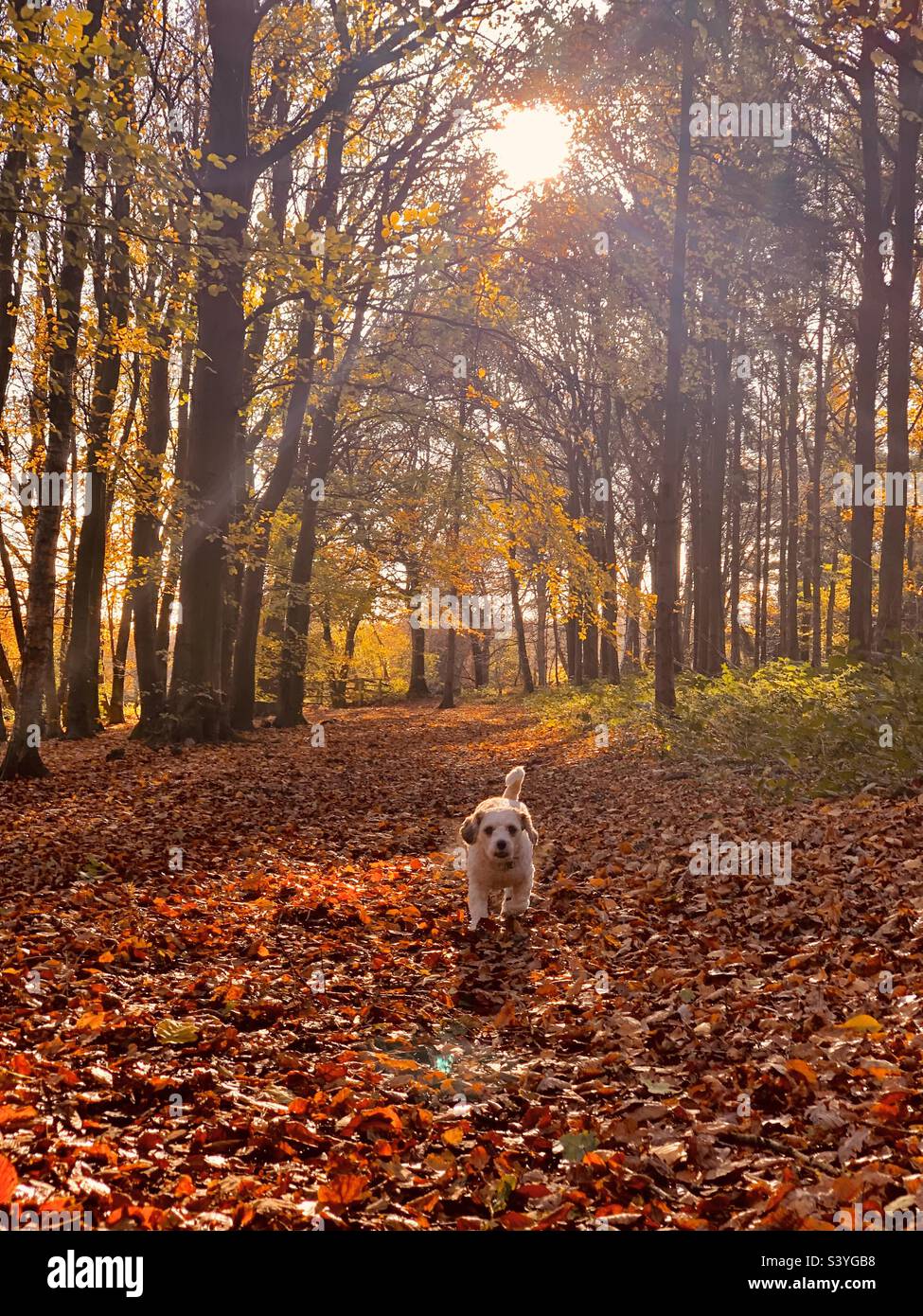 Der kleine weiße und beige Hund Cavapoo geht im Herbst entlang eines Waldweges entlang trockener Blätter im weichen goldenen Herbstlicht in Kent England Stockfoto