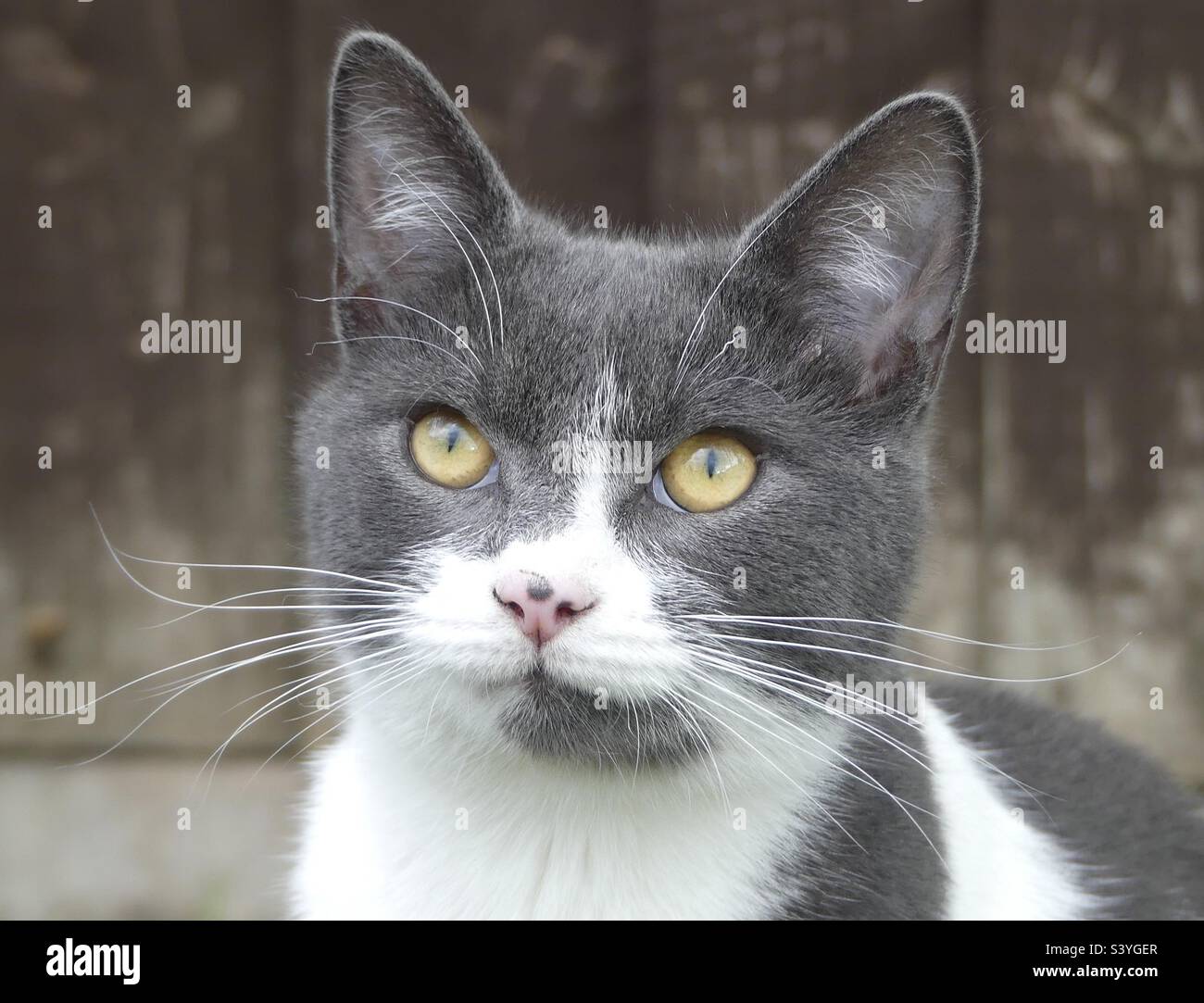 Wunderschönes graues und weißes Katzenporträt im Garten Stockfoto