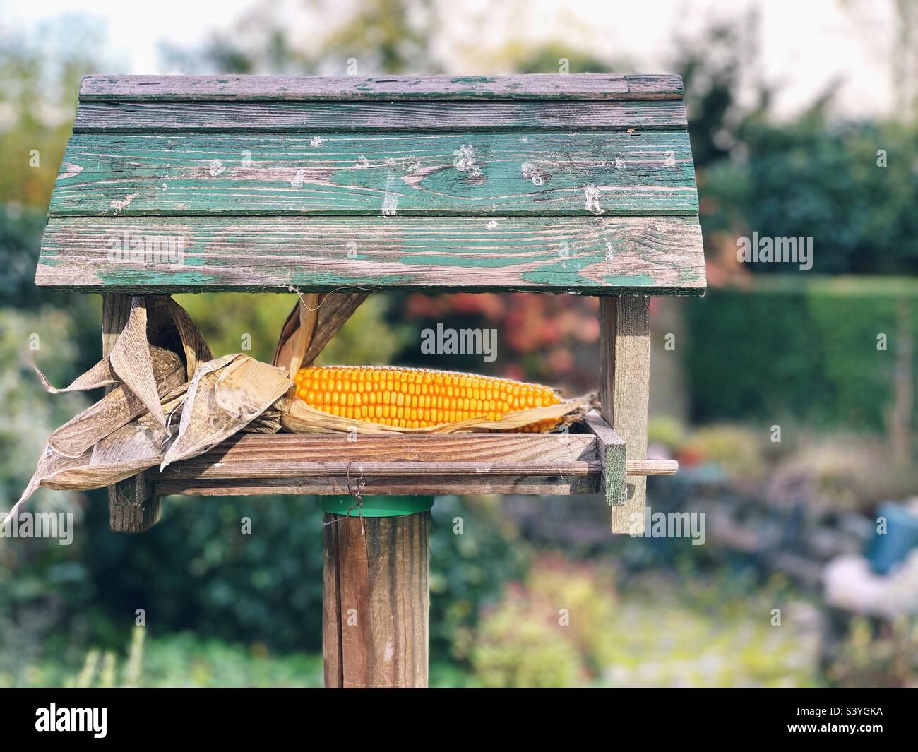Vogelftterungshaus mit Mais im Garten Stockfoto