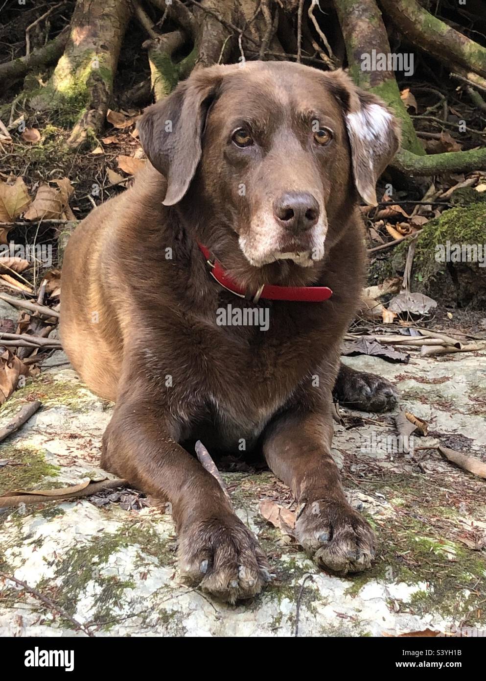 Hübscher Hund Stockfoto