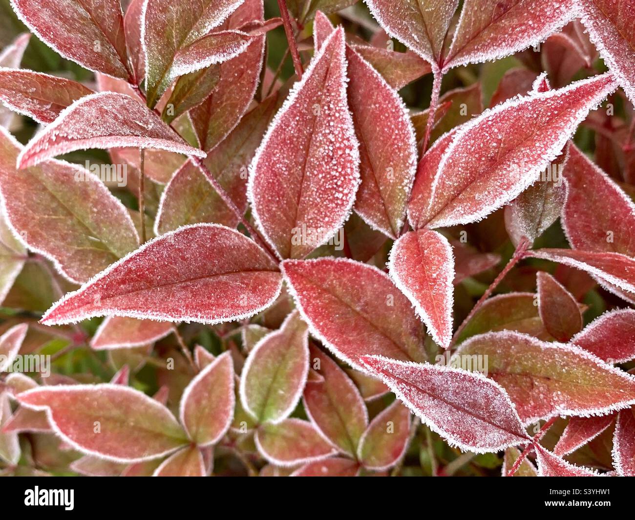 Winterfrost glitzert auf einer roten Pflanze Stockfoto