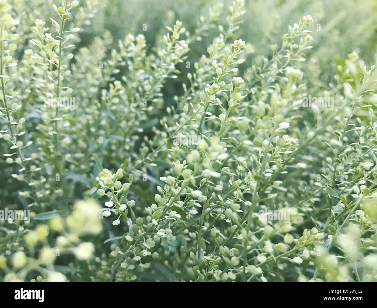 Grünes Gras im grünen Feld Stockfoto