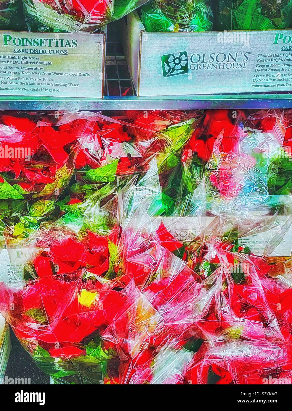 Ein saisonaler Anblick, Weihnachtssterbe erhältlich und in vielen Geschäften und Einzelhandelsgeschäften für die kommende Weihnachts- und Weihnachtszeit erhältlich. Diese werden in Zellophan verpackt, frisch aus einem lokalen Gewächshaus. - Smartphone-aufgenommenes Stockfoto