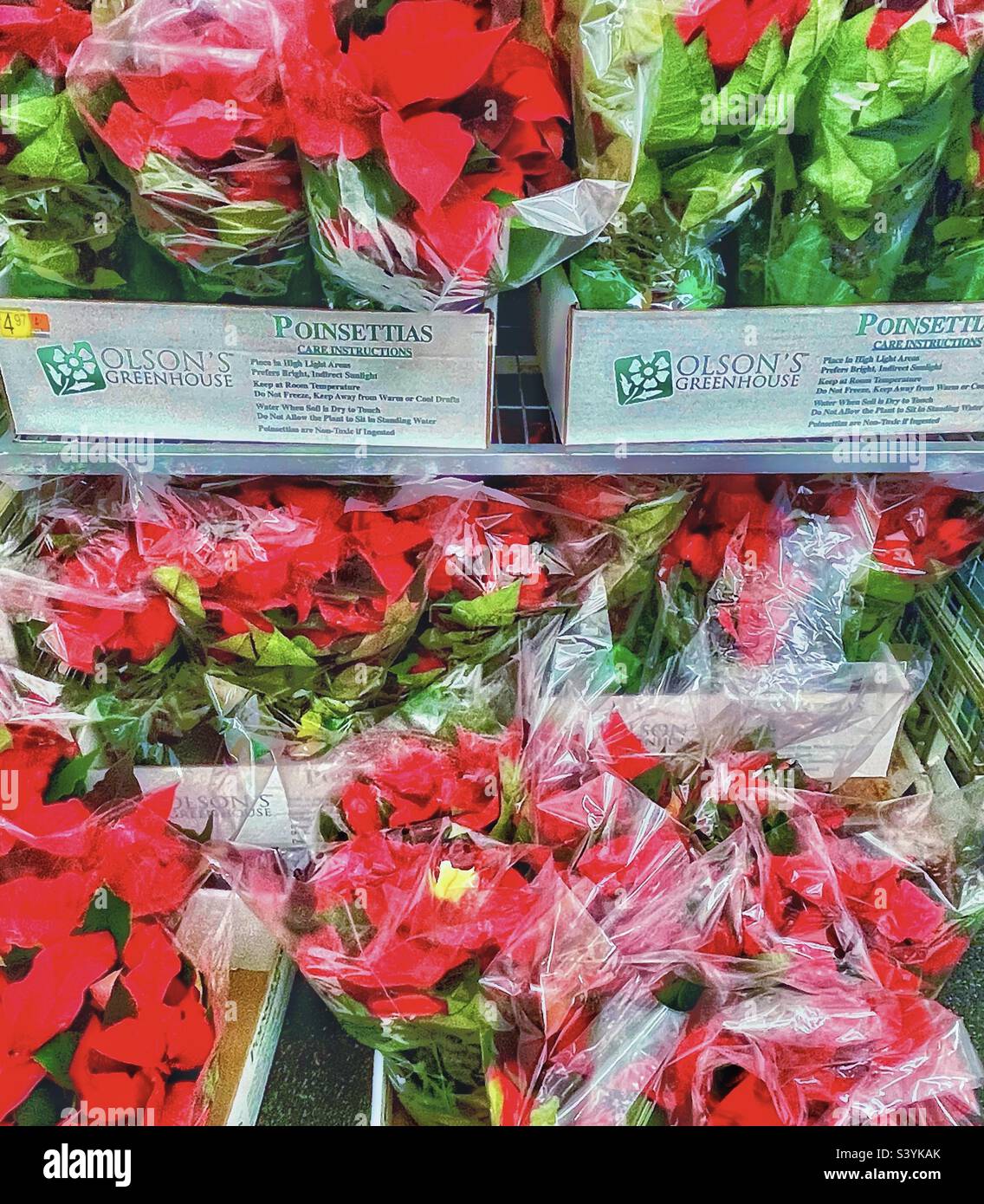 Ein saisonaler Anblick, Weihnachtssterbe erhältlich und in vielen Geschäften und Einzelhandelsgeschäften für die kommende Weihnachts- und Weihnachtszeit erhältlich. Diese werden in Zellophan verpackt, frisch aus einem lokalen Gewächshaus. - Smartphone-aufgenommenes Stockfoto