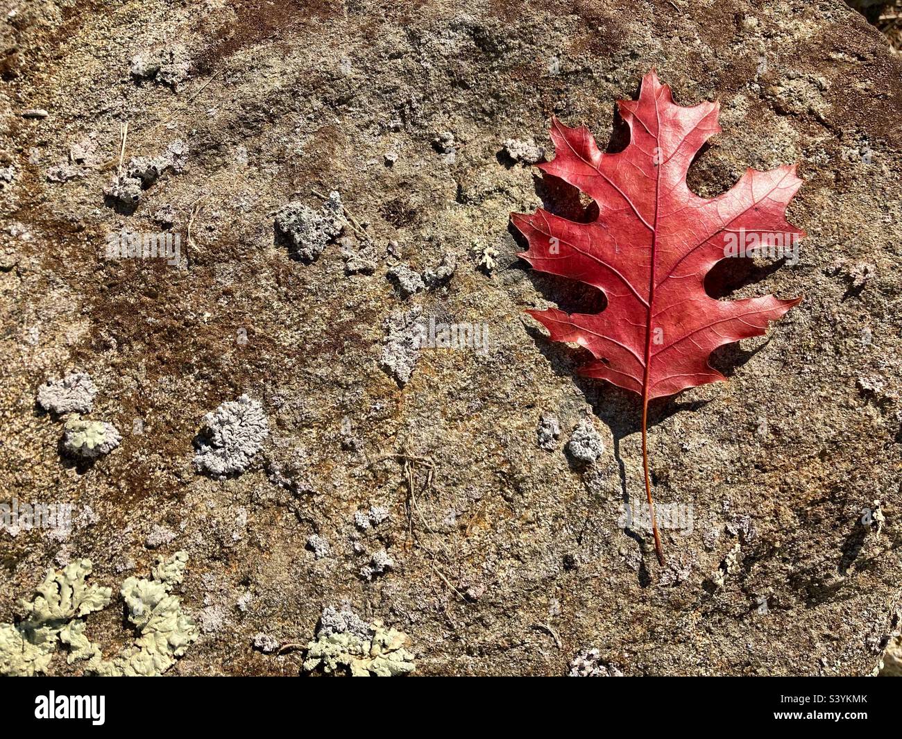 Einzelnes, rotes Eichenblatt auf einem Felsen mit Flechten an einem sonnigen Herbsttag in Connecticut, USA - Smartphone-aufgenommenes Stockfoto