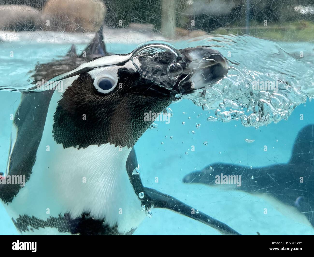 Niedliche Pinguin Blasen blasen Stockfoto