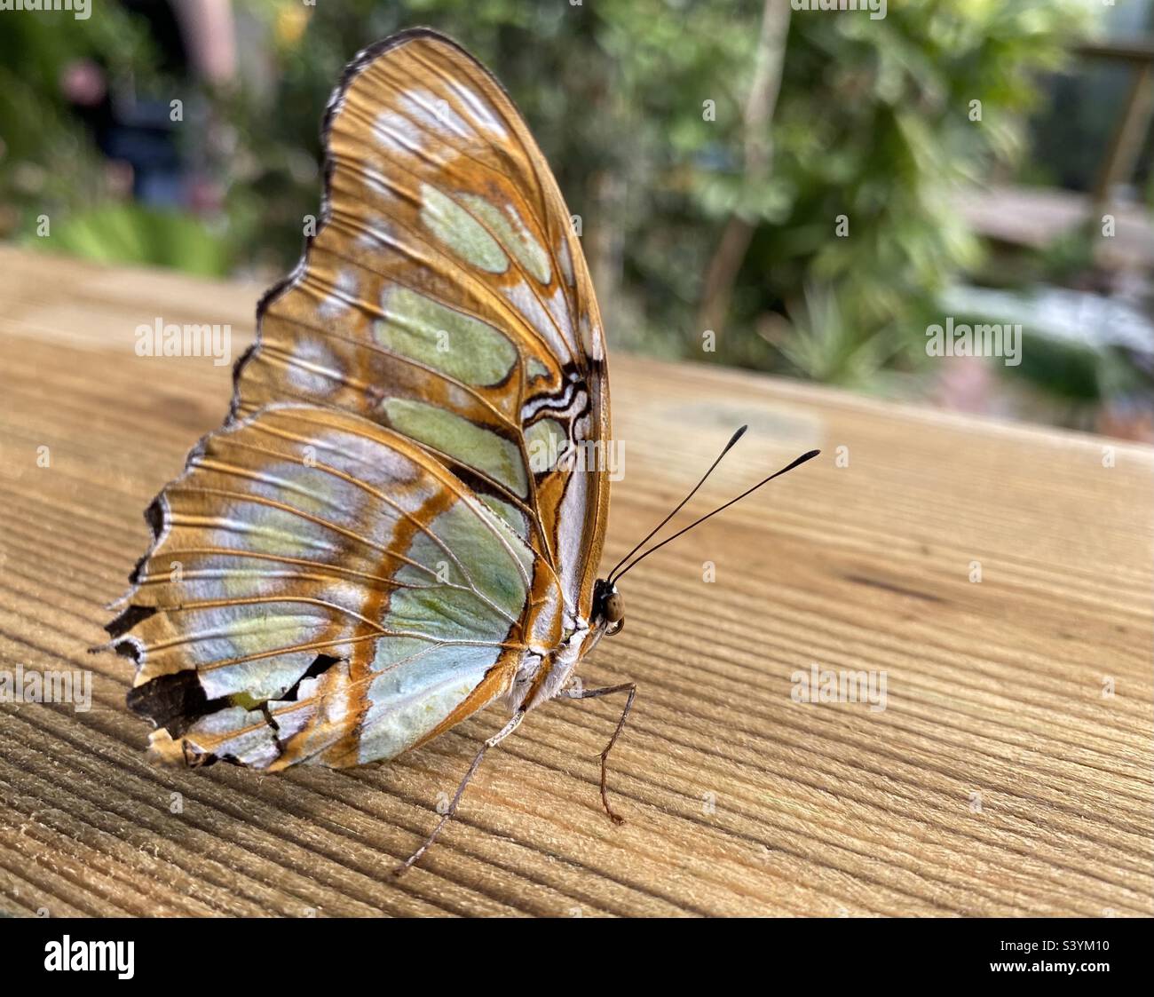 Malachitschmetterling, der ein Mitglied der Familie der bürstenfüßigen Schmetterlinge ist Stockfoto