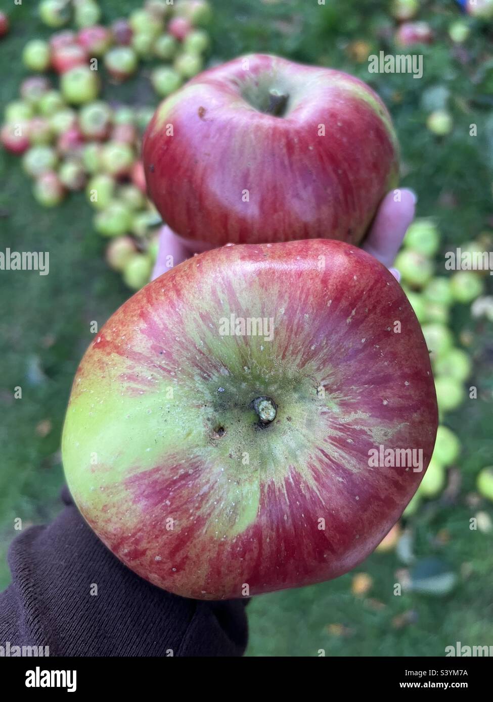 2 große rote und grüne Kochäpfel, die im Herbst vom Baum ernten, in der Hand gehalten Stockfoto