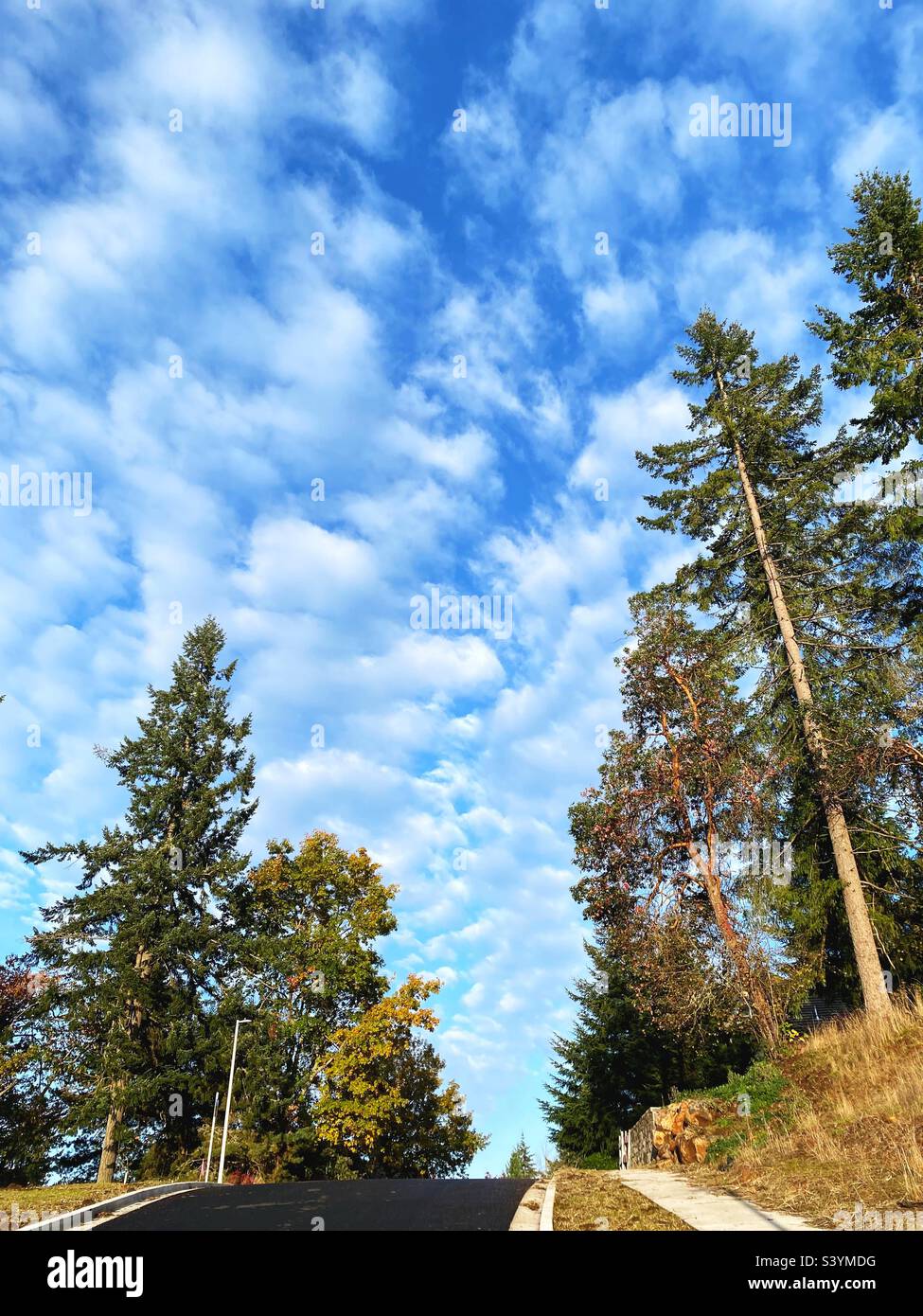 Wolken und hohe Bäume auf einem Hügel an einer Straße in Eugene, Oregon. Stockfoto