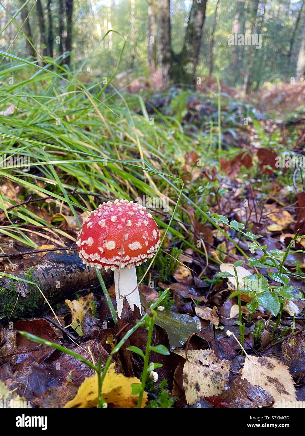 Amanite forêt de broceliande frankreich Stockfoto